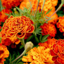 French Marigold Seeds Spanish Brocade