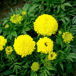 African Marigold Seeds Cupid Lemon