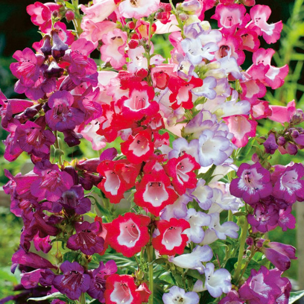 Buy Penstemon Seeds Sensation Mixed Online - Green plants & flowering plants