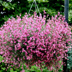Silene Seeds Carmine
