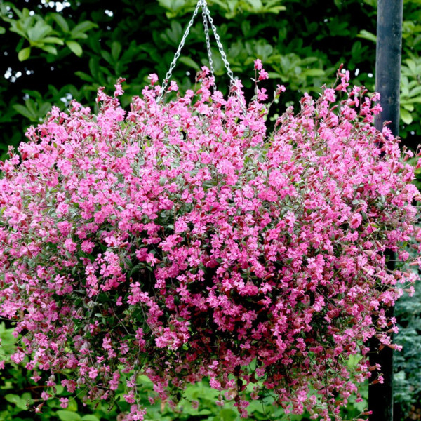 Buy Silene Seeds Carmine Online - Green plants & flowering plants Buy Silene Seeds Carmine Online - Green plants & flowering plants