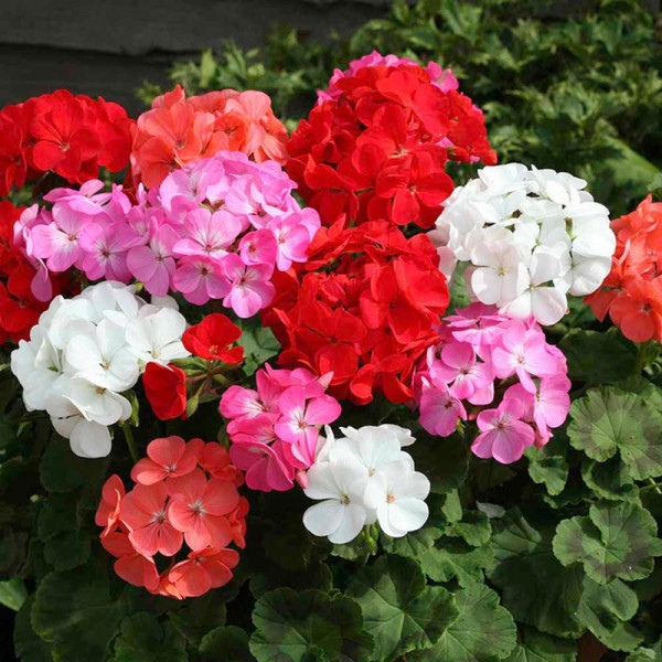 Buy Geranium Seeds Vista Series Mixed F2 Online - Green plants & flowering plants