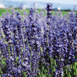 Lavender Seeds Provence Blue