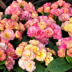 Primrose Seeds Amore