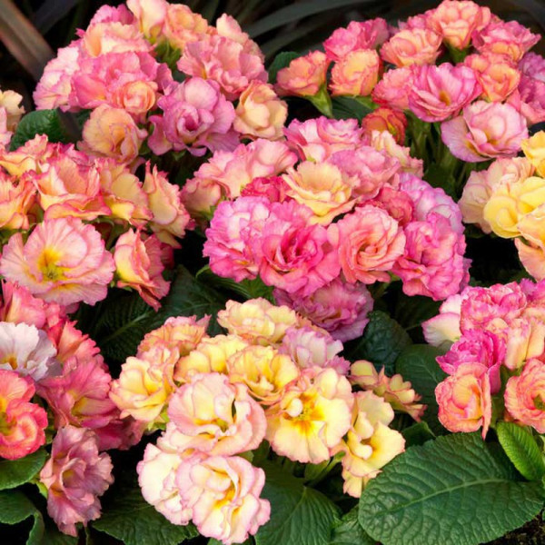 Buy Primrose Seeds Amore Online - Green plants & flowering plants Buy Primrose Seeds Amore Online - Green plants & flowering plants