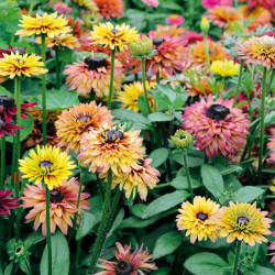 Rudbeckia Seeds Sahara