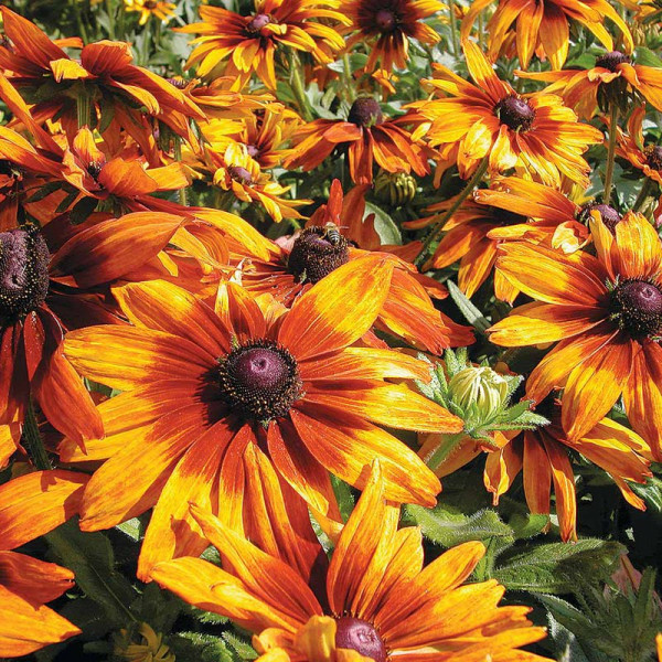Buy Rudbeckia Seeds Cappuccino Online - Green plants & flowering plants Buy Rudbeckia Seeds Cappuccino Online - Green plants & flowering plants
