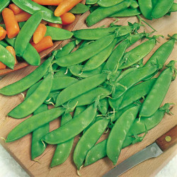 Pea Seeds Oregon Sugar Pod