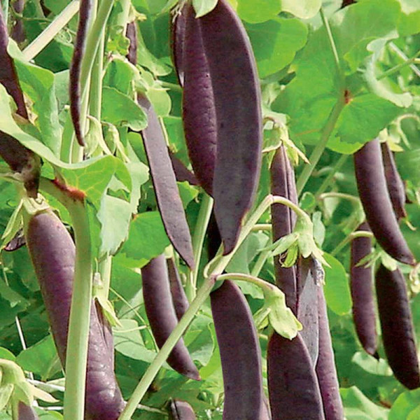 Buy Pea (Sugar Pod) Seeds Shiraz Online - Green plants & flowering plants