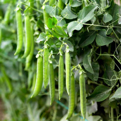 Pea Seeds Sabrina
