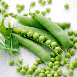 Pea Seeds Champion of England
