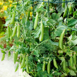 Pea (sugar Snap) Seeds Sugar Lace