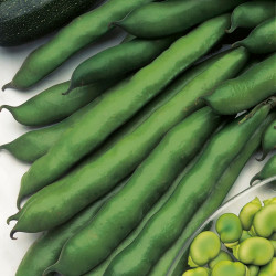 Broad Bean Seeds Imperial Green Longpod