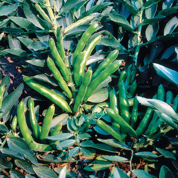 Buy Broad Bean Seeds The Sutton Online - Green plants & flowering plants Buy Broad Bean Seeds The Sutton Online - Green plants & flowering plants