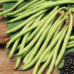 Climbing French Bean Seeds Cobra