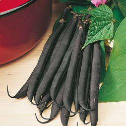 Dwarf French Bean Seeds Purple Teepee