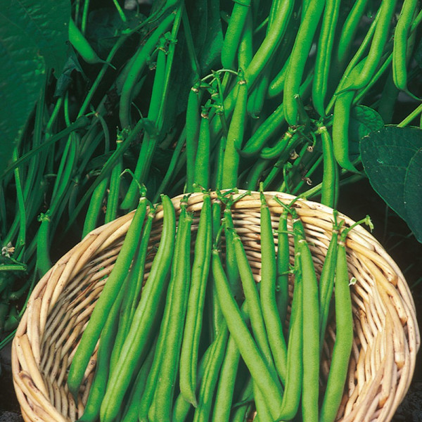 Buy Dwarf French Bean Seeds Ferrari Online - Green plants & flowering plants