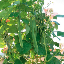 Runner Bean Seeds Celebration