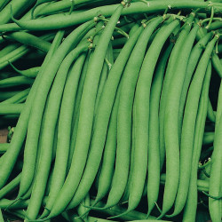 Bean (dwarf French) Seeds Safari