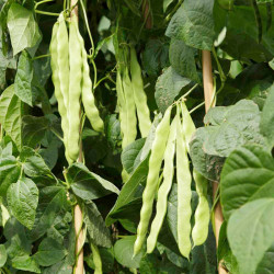 Climbing French Bean Seeds Algarve