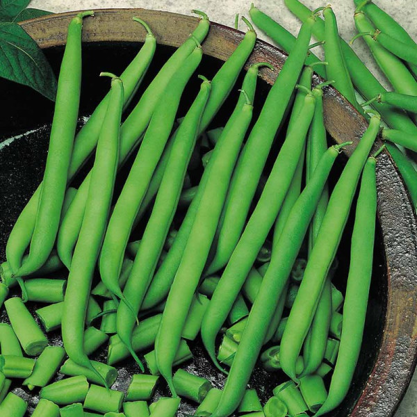 Buy Climbing French Bean Seeds Blue Lake Online - Green plants & flowering plants Buy Climbing French Bean Seeds Blue Lake Online - Green plants & flowering plants