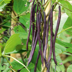 Climbing French Bean Seeds Carminat