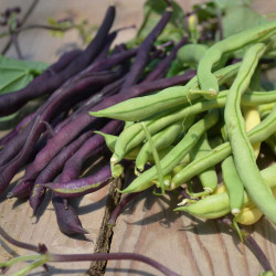Climbing French Bean Seeds Mix