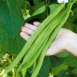Runner Bean Seeds Super Mix