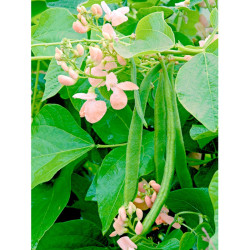 Runner Bean Seeds Sunset