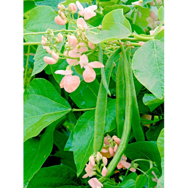 Buy Runner Bean Seeds Sunset Online - Green plants & flowering plants Buy Runner Bean Seeds Sunset Online - Green plants & flowering plants