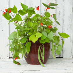 Runner Bean Seeds Jackpot Mixed