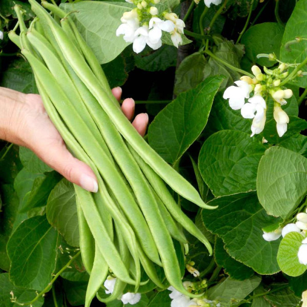 Buy Runner Bean Seeds Snowstorm Online - Green plants & flowering plants Buy Runner Bean Seeds Snowstorm Online - Green plants & flowering plants
