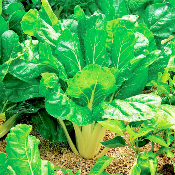 Buy Spinach Perpetual Seeds Online - Green plants & flowering plants Buy Spinach Perpetual Seeds Online - Green plants & flowering plants