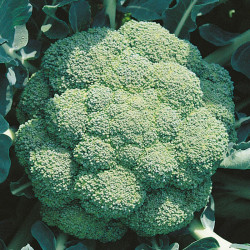 Broccoli Seeds Marathon F1