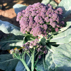 Broccoli Seeds Purple Rain F1