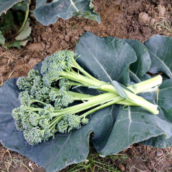 Broccoli Seeds Stemia F1