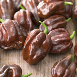 Pepper Chilli Seeds Chocolate Habanero