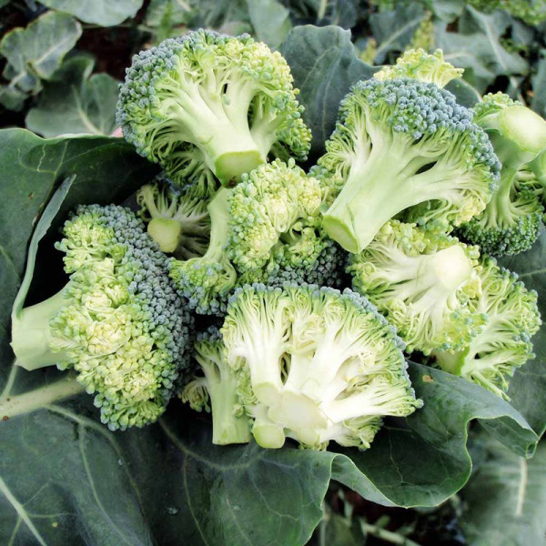 Buy Broccoli Seeds Stromboli F1 Online - Green plants & flowering plants