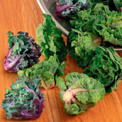 Brussels Sprout Seeds Flower Sprout Variety