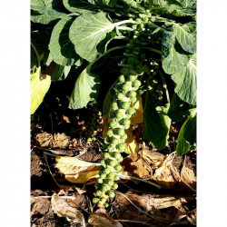 Brussels Sprout Seeds Gladius F1