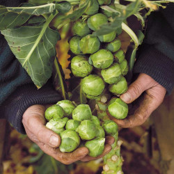 Brussels Sprout Seeds Brigitte F1