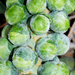 Brussels Sprout Seeds Brodie F1