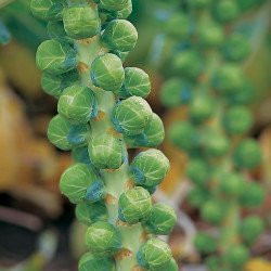 Brussels Sprout Seeds Maximus F1