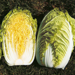 Chinese Cabbage Seeds Richi F1