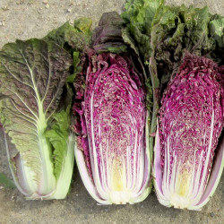 Cabbage Seeds Scarvita F1