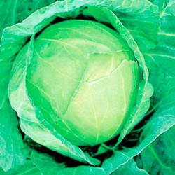Cabbage Seeds Golden Acre