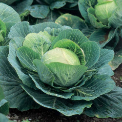 Cabbage Seeds Kilazol F1