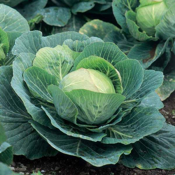 Buy Cabbage Seeds Kilazol F1 Online - Green plants & flowering plants