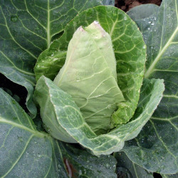 Cabbage Seeds Dutchman F1