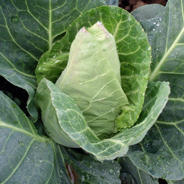 Buy Cabbage Seeds Dutchman F1 Online - Green plants & flowering plants
